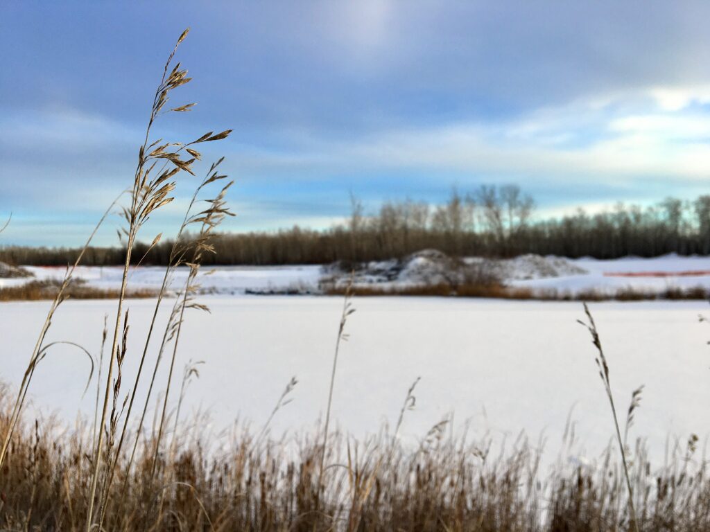 A frozen lake rimmed with brown cattails & grasses is covered in a thick layer of fluffy white snow. A line of brown trees can be seen across the lake & the bright winter sun shines through a lightly clouded blue sky.