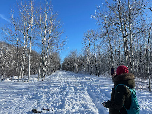 A person in a winter jacket, red toque and blue backpack looks down a snowy road lined with bare winter aspen & poplar trees, a clear blue sky overhead.