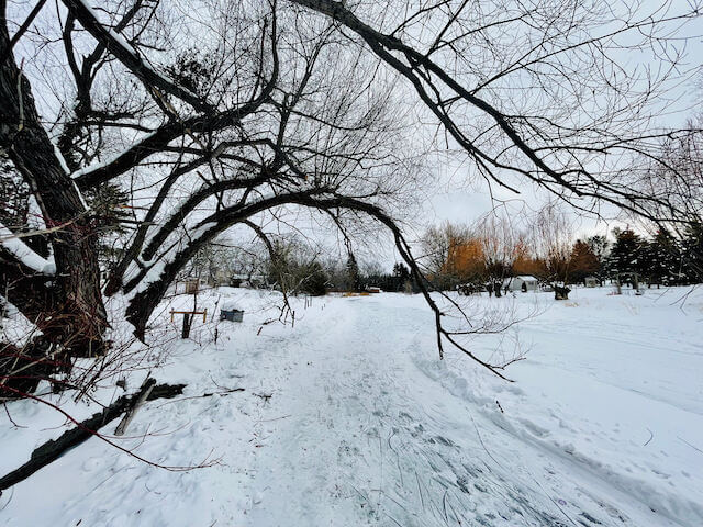 A skating trail is cleared in the snow on a winding frozen river. A trail for walking has been worn into the snow beside the skating trail. The bare branches of a large tree are draped over the path.