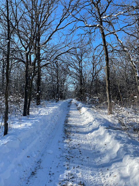 A trail is cleared through the fluffy snow of a bare wintery oak forest, a clear blue sky above.