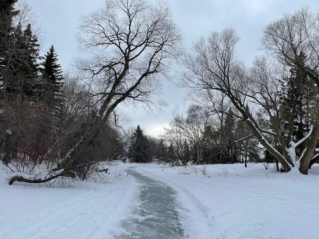A skating trail is cleared in the snow on a winding frozen river. A trail for walking has been worn into the snow beside the skating trail. Several large bare trees bend over the path and pine trees line the riverbank.