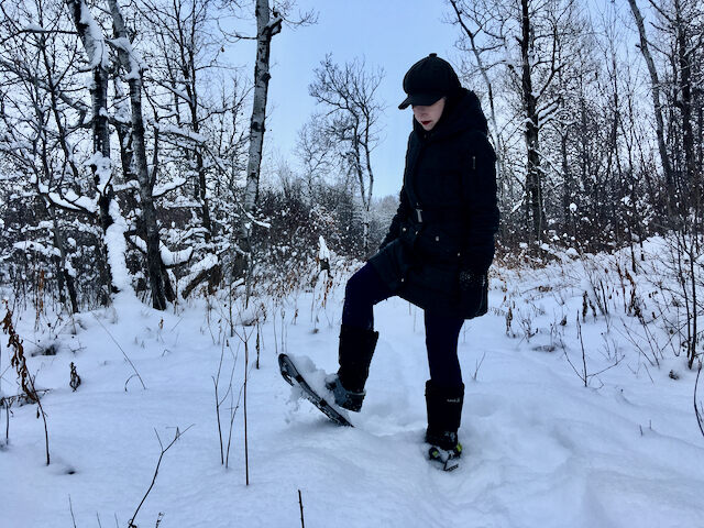 A woman in a black coat and snowshoes lifts one snowy foot up on a trail running through bare wintry woods.